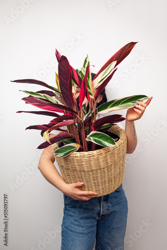 Girl holding Stromanthe tricolor pot plant against white wall background. photo