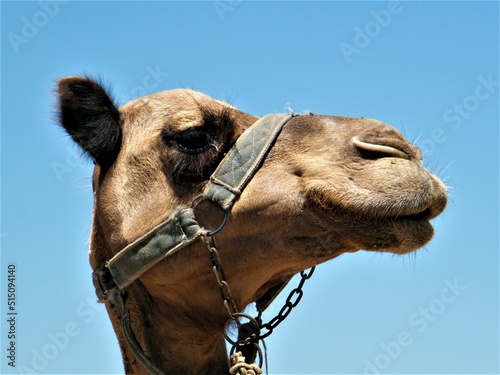 Portrait of a smiling camel face © Marianna