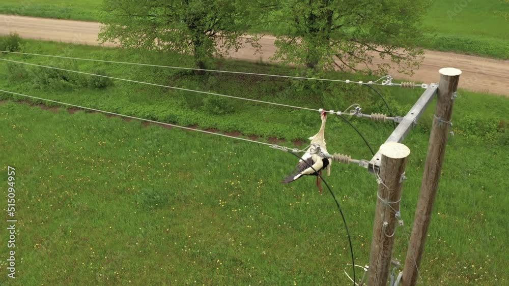 Dead Stork Hanging in Electrical Wires, Endangered Animal, Drone View