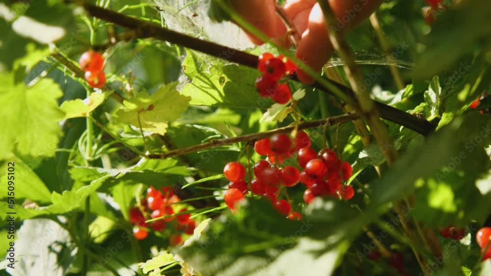 Close-up harvesting red currants. Red currants in hand in the rays of the evening sun Close-up harvesting red currants. Red currants in hand in the rays of the evening sun