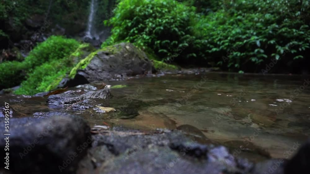 beautiful images of a narrow crystal clear river that flows calmly over the rocks with mosses and ferns in the background beautiful images of a narrow crystal clear river that flows calmly over the rocks with mosses and ferns in the background