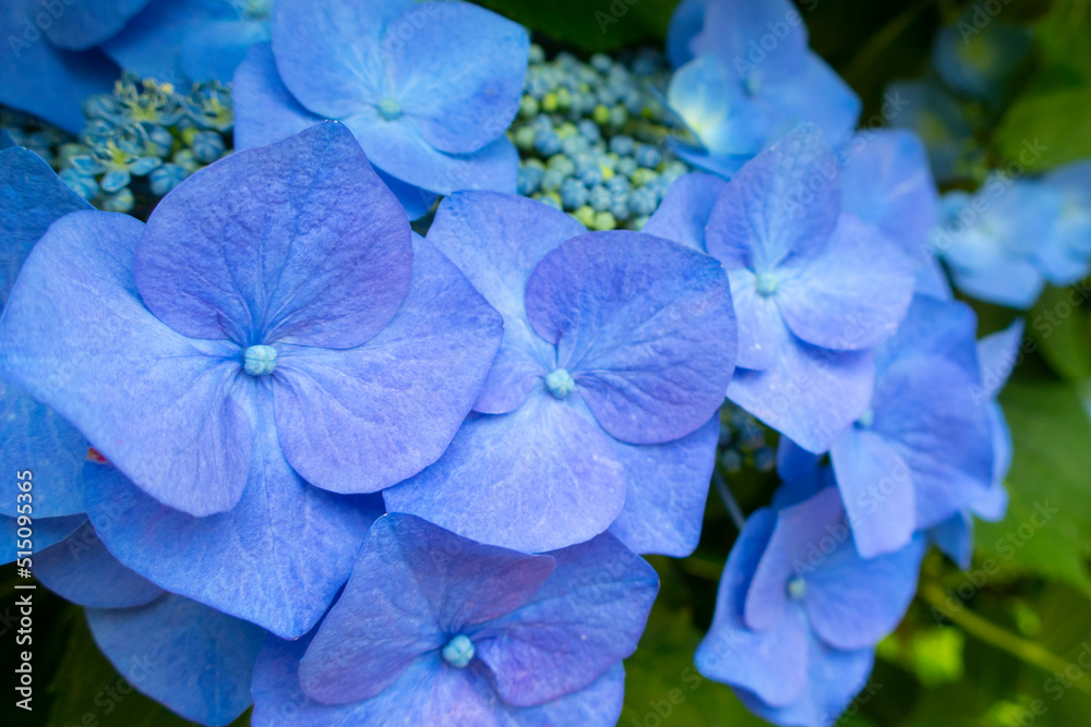 青色の額紫陽花のアップ 青色の額紫陽花のアップ