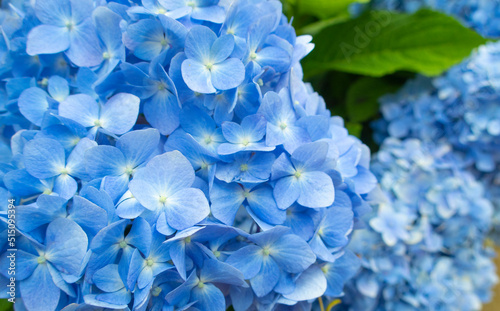 一面の青色の紫陽花たち © tuo