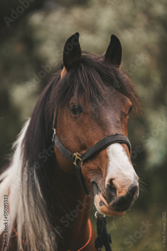 horse portrait in summer forest