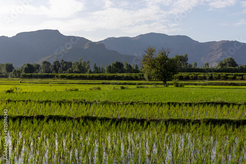 Fototapeta Naklejka Na Ścianę i Meble -  Beautiful landscape view of rice field in Swat valley, Pakistan