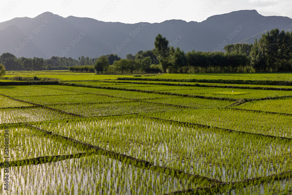 Rice cultivation is a village in Swat valley, Pakistan.