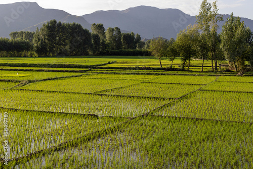 A beautiful scenery and landscape view of rice paddies in Swat Valley , Khyber Pakthunkhwa, Pakistan. photo