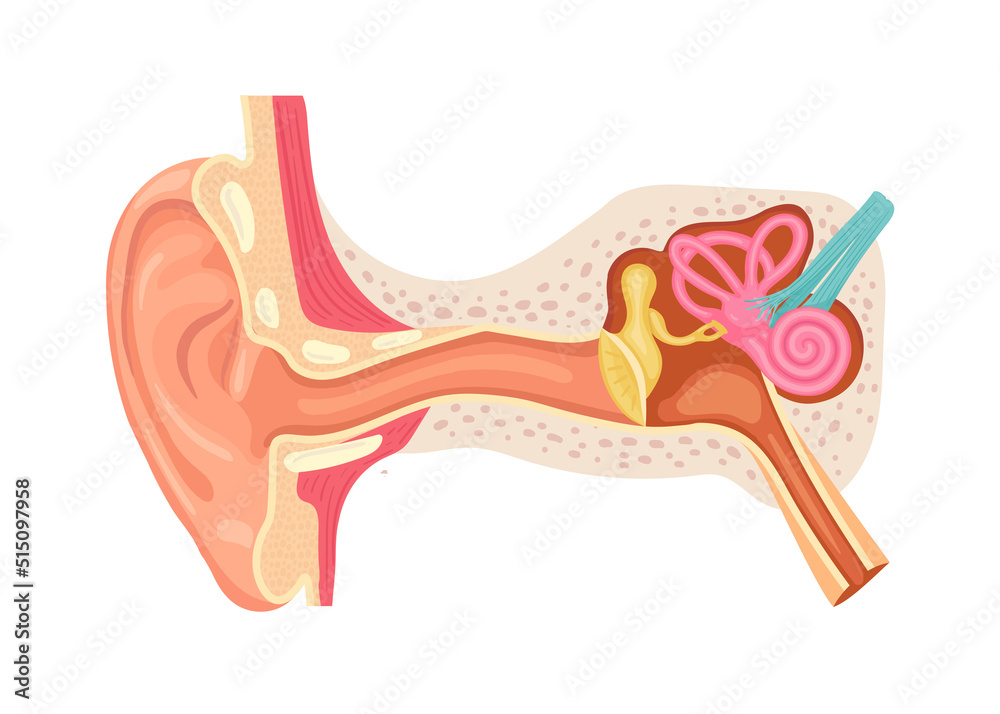 Anatomy of the human ear. Internal structure of the ears, medical
