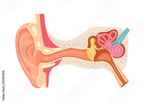 Anatomy of the human ear. Internal structure of the ears, medical vector illustration