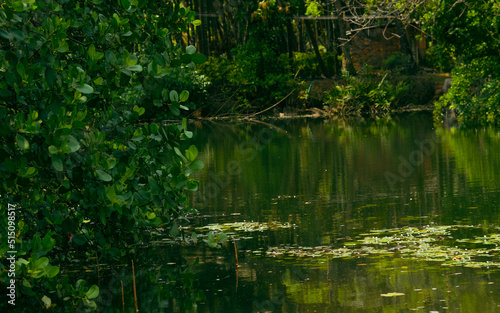 Fototapeta Naklejka Na Ścianę i Meble -  Water filled with green trees reflection