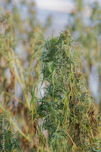 Fusarium wilt of field cannabis plants is caused by mold and excessive watering.