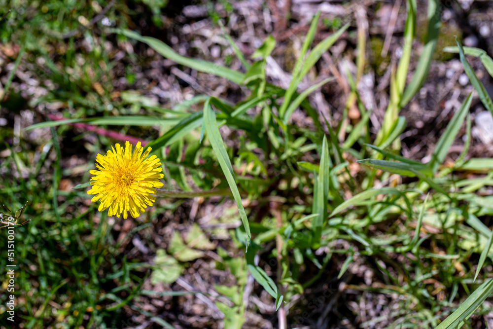 Taraxacum officinale in meadow, macro Taraxacum officinale in meadow, macro