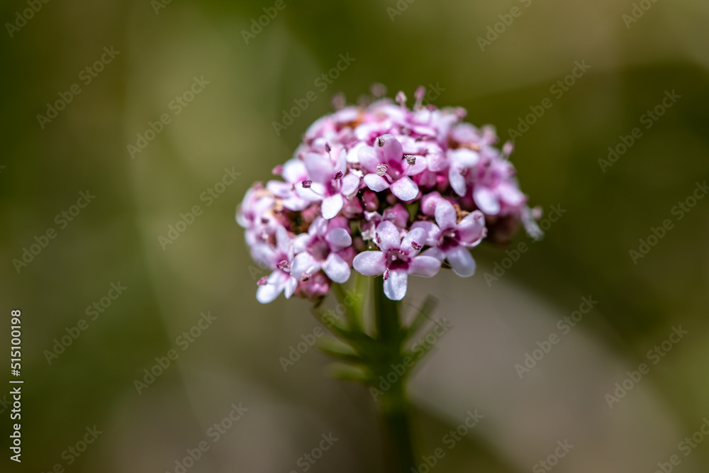 Valeriana dioica growing in meadow, close up Valeriana dioica growing in meadow, close up