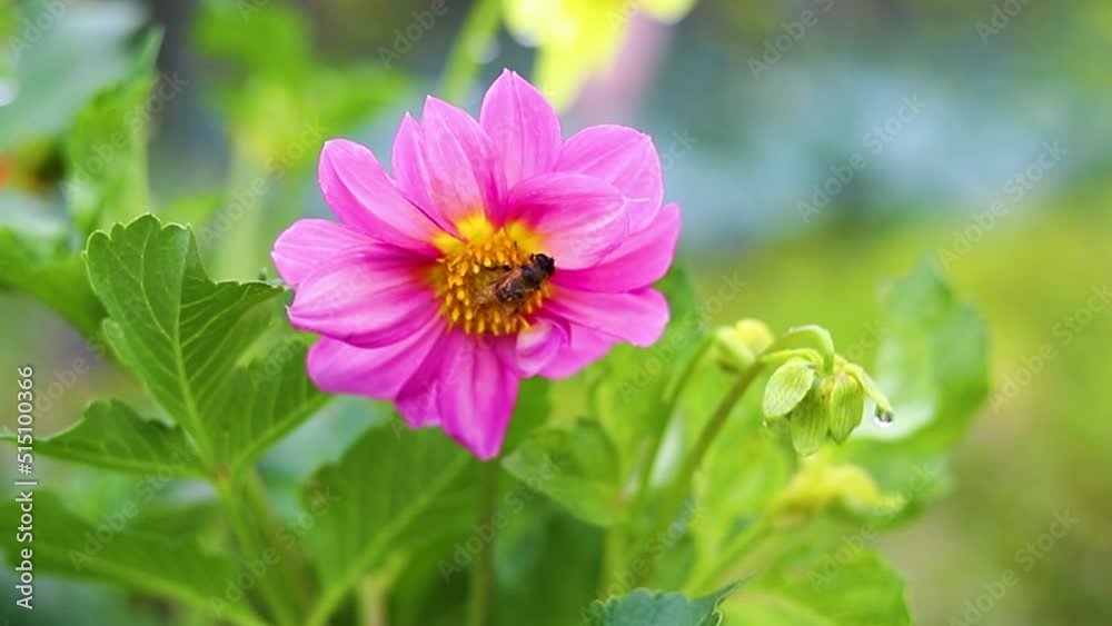A bee is sitting on a large pink field flower. Pollination and nectar collection. The insect is hiding from the rain. Beauty is in nature.