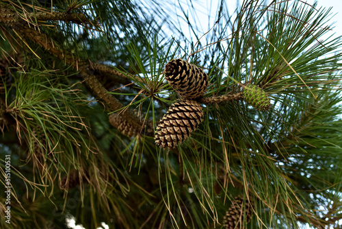 Evergreen plant, southern pine tree with large brown cones, close-up. photo