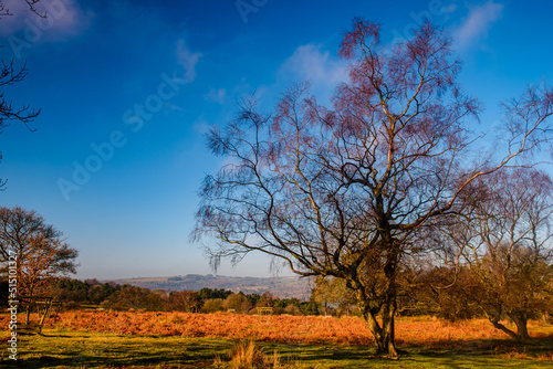 autumn landscape with tree