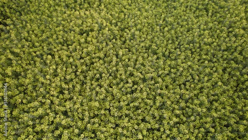 zenith slow shot of green trees field. drone overfly. pattern. aerial shot. slow zenith slow shot of green trees field. drone overfly. pattern. aerial shot. slow