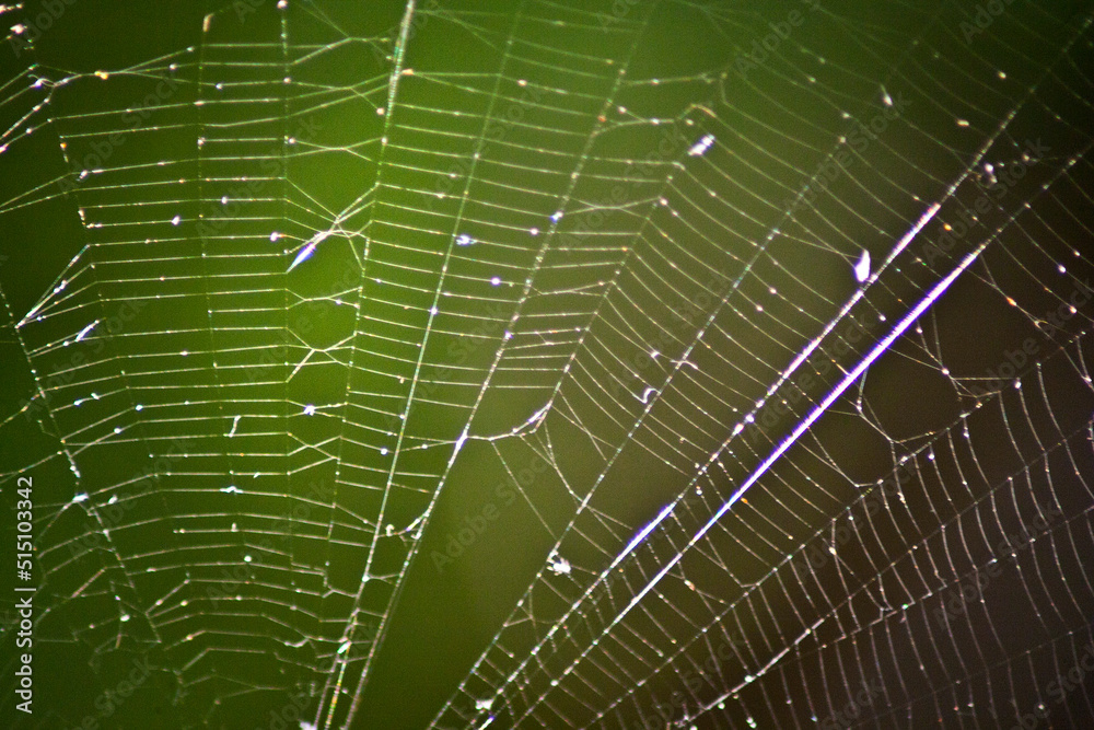 spider web with dew