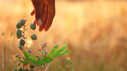 Man cutting castor bean on plants,Castor, Castor Bean,Castor fruits on tree in the garden,castor leaf fresh natural background photo