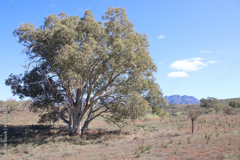 Scene in the Flinders Ranges, South Australia. Scene in the Flinders Ranges, South Australia.