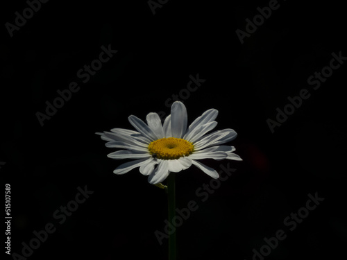 Close-up photo of a white chamomile flower against a dark background