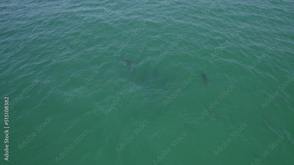 Swimming Bottlenose Dolphins In The Tasman Sea At Daytime - aerial drone shot Swimming Bottlenose Dolphins In The Tasman Sea At Daytime - aerial drone shot