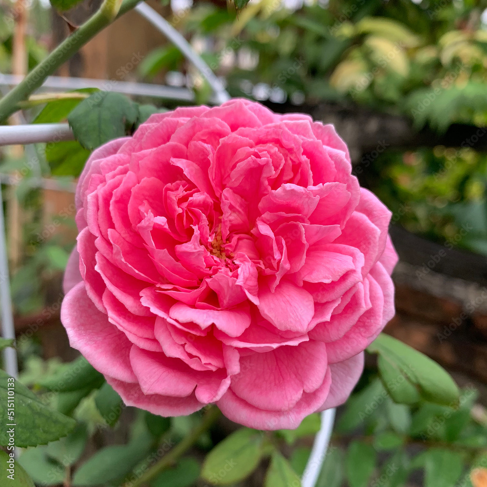 Pink flower on green leaf in garden background