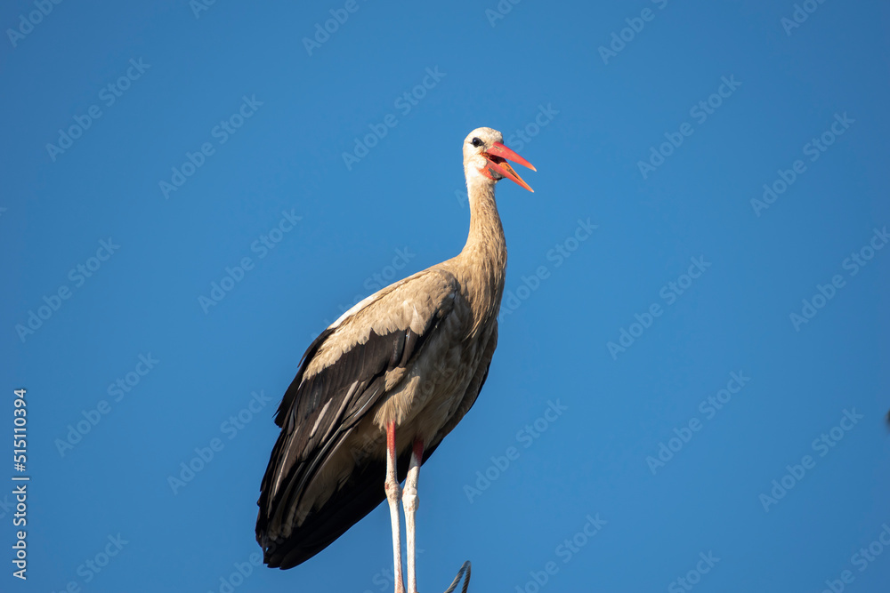 Fototapeta premium Tired stork with long red beak resting on the pole