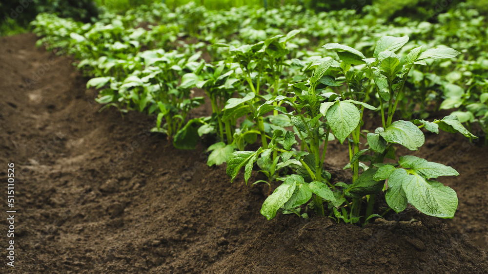 Small field with potatoes in the garden in summer close-up. Agriculture Small field with potatoes in the garden in summer close-up. Agriculture