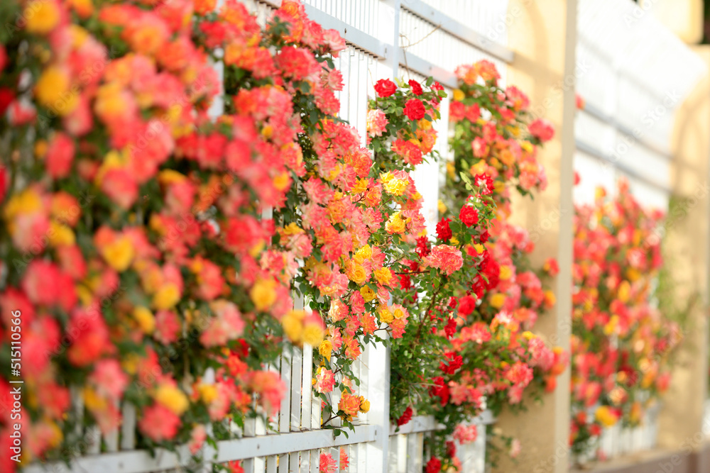 In the summer, rose is blooming In the summer, rose is blooming