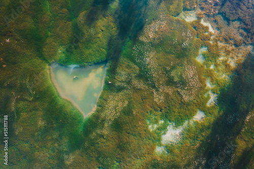 Algae-Covered Lake