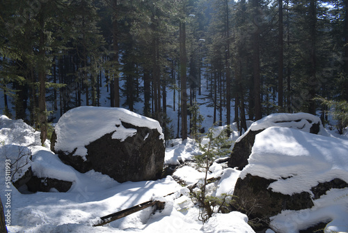 Snow caped boulder and small river in beautiful cedar trees forest