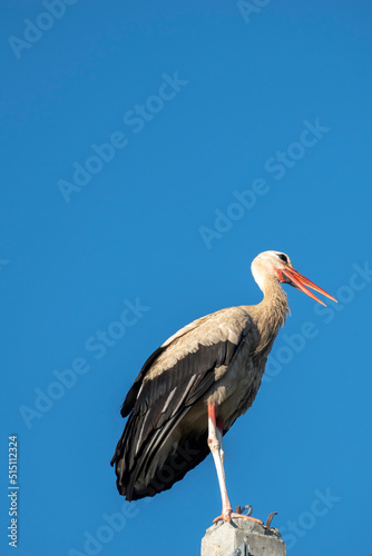 Tired stork with long red beak resting on the pole