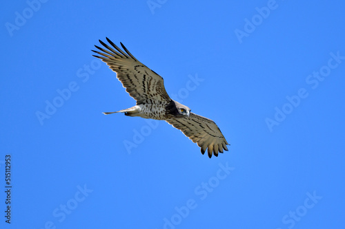Short-toed snake eagle // Schlangenadler (Circaetus gallicus) - Peloponnese, Greece