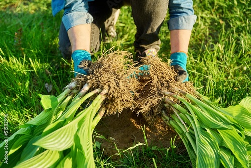 Close-up of spring dividing and planting bush of hosta plant