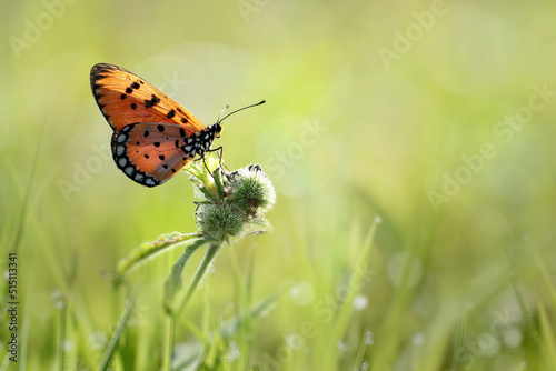 butterfly on grass © ridho