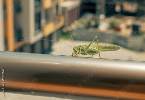 Tettigonia viridissima. Great green bush-cricket in the city. Quality image for your project