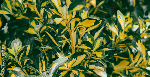 Elaeagnus ebbingei Gilt Edge. Abstract background with green and yellow leaves. Quality image for your project photo