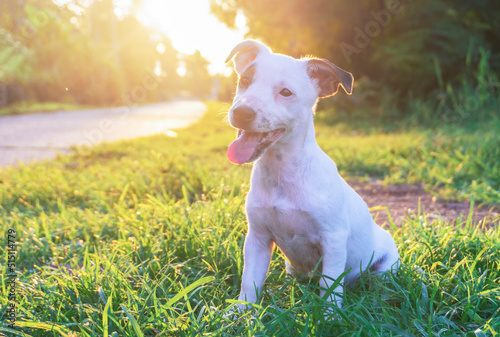 A young smiling cute jack russell dog is sitting beside rural road while traveling.