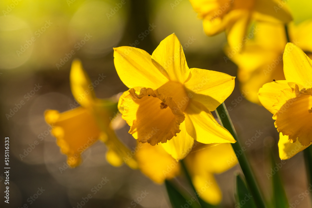 Obraz premium Daffodils, back lit in the evening sun. Beautiful yellow flower in spring.