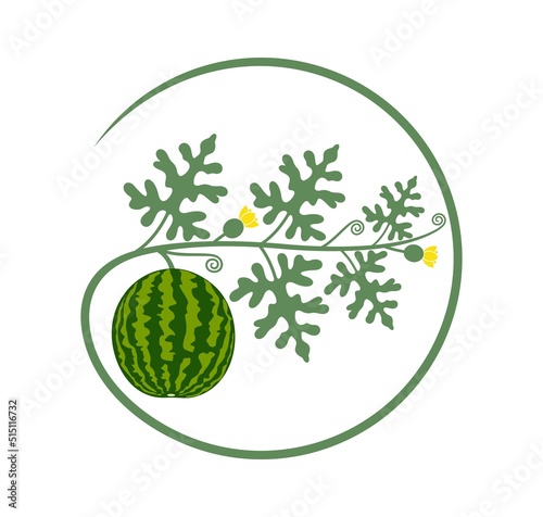 Watermelon plant. Isolated watermelon on white background