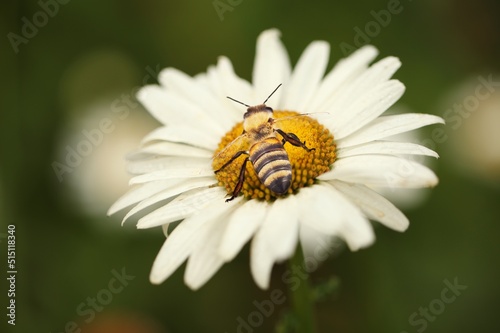A wild bee on a flower on nature background photo