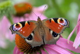 Peacock butterfly sitting on a pink coneflower