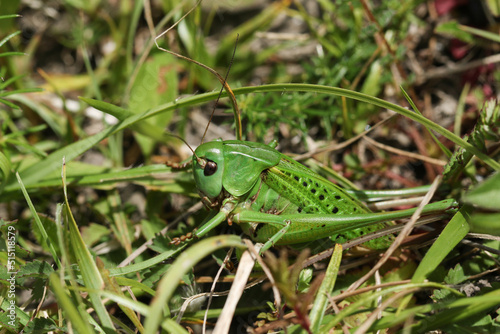 An extremely  rare Wart-biter Bush-cricket, Decticus verrucivorus, in the undergrowth on a south facing chalk hill slope. photo