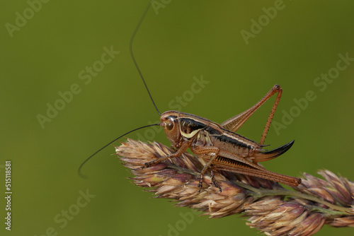 A Roesel's Bush-cricket, Metrioptera roeselii, resting on a grass seeds in a meadow. photo