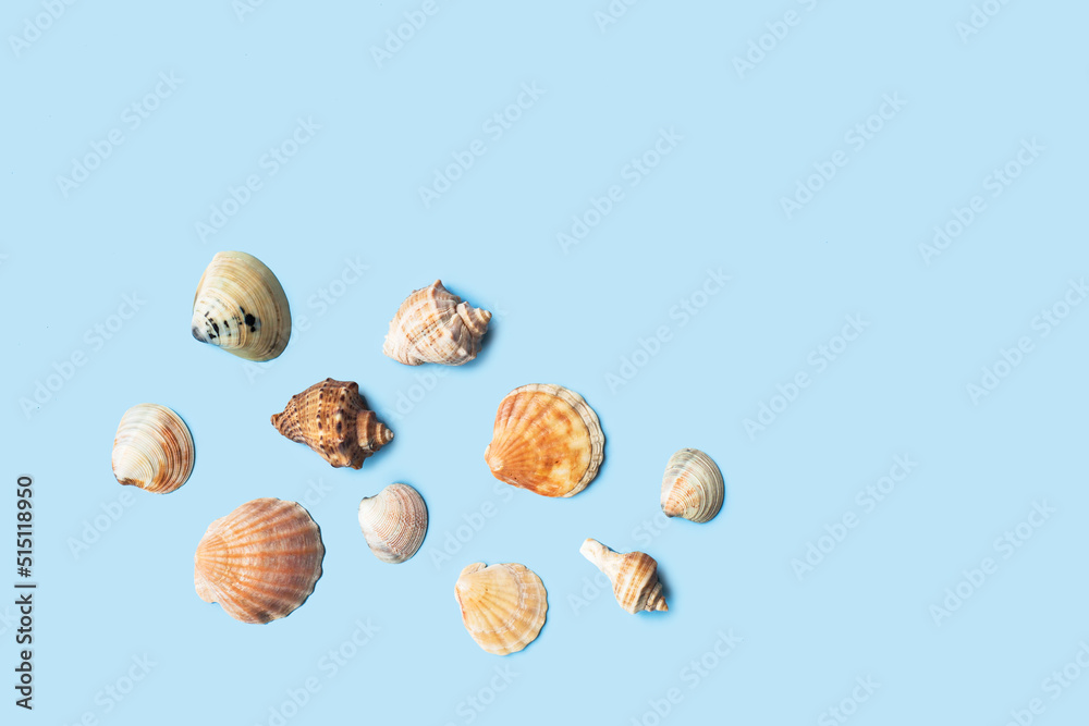 Composition with sea shell and starfish on blue minimal background. Summer frame concept, travel vacation pattern. Ocean shells isolated, marine set. Flat lay, top view, place for text, copy space Composition with sea shell and starfish on blue minimal background. Summer frame concept, travel vacation pattern. Ocean shells isolated, marine set. Flat lay, top view, place for text, copy space