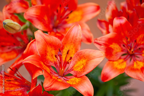 Orange lilies close-up in the garden © Юлия Васильева