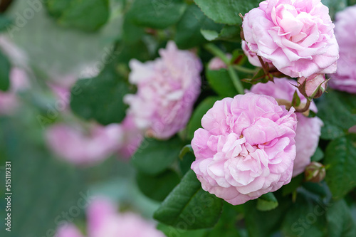 Beautiful pink fresh garden roses.Natural flower background. Gardening and growing flowers as a hobby