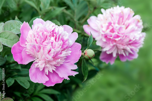 Beautiful pink fresh peonies in the garden. Natural flower background.