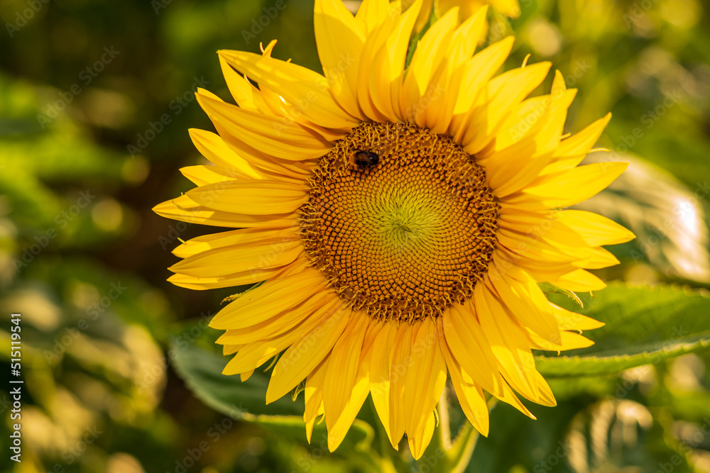 Fototapeta premium sunflower in the field